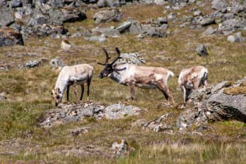 Iceland's Reindeer