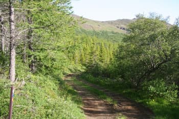Hallormsstaður forrest