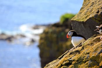 Cape Ingólfshöfði and its Puffins