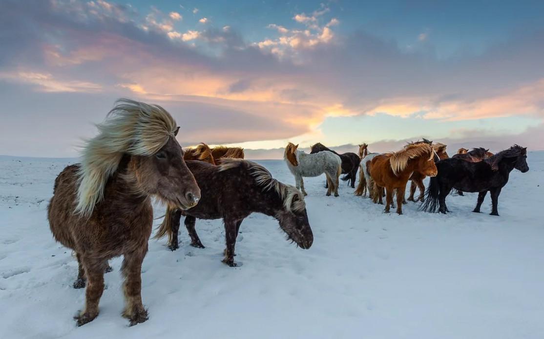 The Icelandic Horse