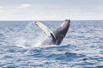 Whale Watching in Iceland