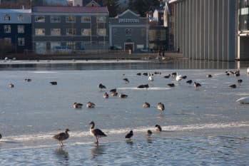 3 days in Iceland in march