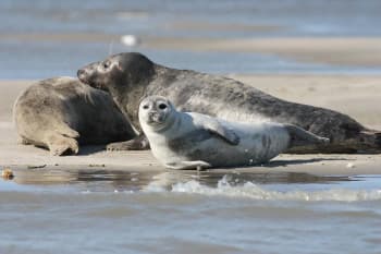 Seals in Iceland