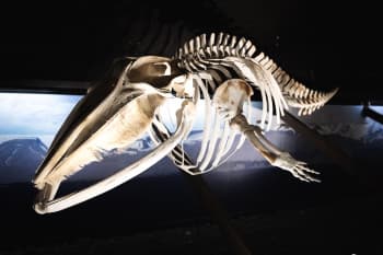 The Húsavík Whale Museum