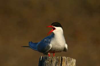 Birdlife in Iceland