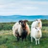Iceland's Wildlife