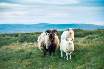 Iceland's Wildlife