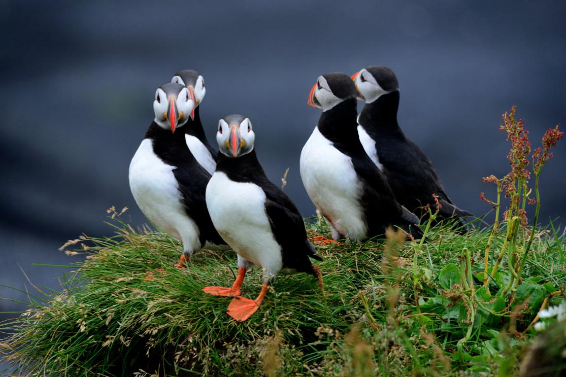 Puffins in iceland