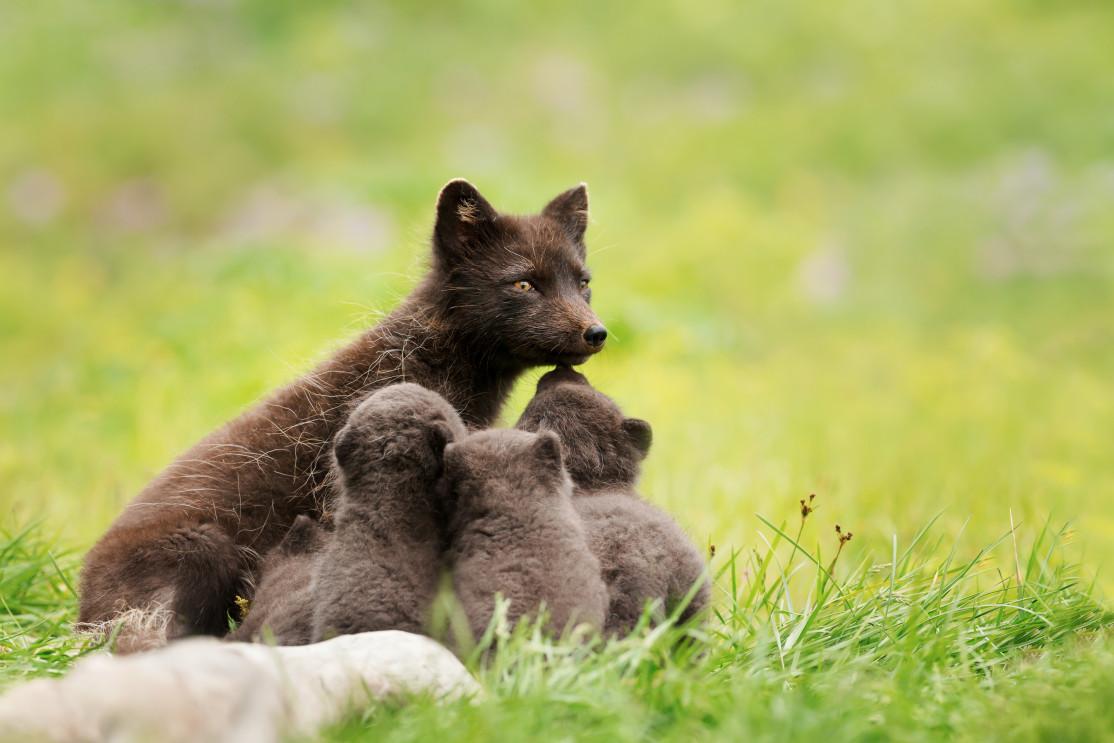 Arctic Foxes in Iceland
